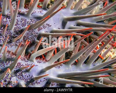 La corona di spine (Acanthaster planci) Foto Stock