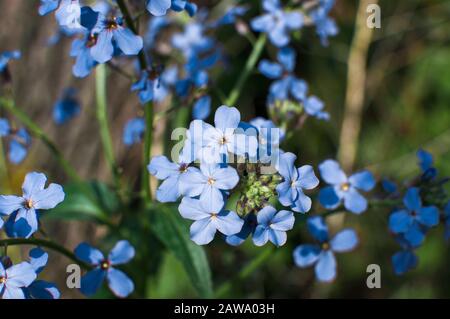 Viola odorata. Il profumo è fragrante. Fiori viola foresta in primavera. Il primo fiore di primavera, viola. Violetti selvatici in natura. Boccola elastica Foto Stock