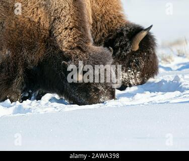 Bisonte nella neve nel Parco Nazionale di Yellowstone Foto Stock