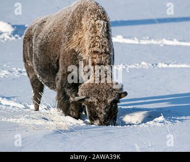 Bisonte nella neve nel Parco Nazionale di Yellowstone Foto Stock