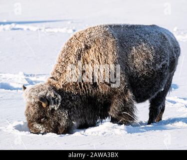 Bisonte nella neve nel Parco Nazionale di Yellowstone Foto Stock