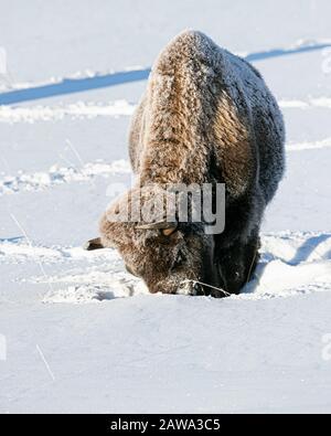 Bisonte nella neve nel Parco Nazionale di Yellowstone Foto Stock