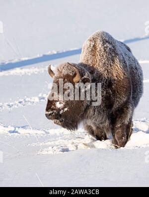 Bisonte nella neve nel Parco Nazionale di Yellowstone Foto Stock