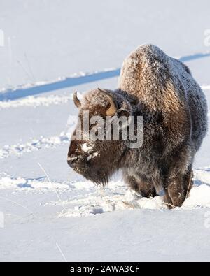 Bisonte nella neve nel Parco Nazionale di Yellowstone Foto Stock