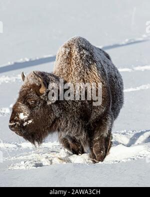 Bisonte nella neve nel Parco Nazionale di Yellowstone Foto Stock