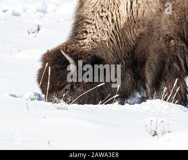 Bisonte nella neve nel Parco Nazionale di Yellowstone Foto Stock