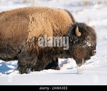 Bisonte nella neve nel Parco Nazionale di Yellowstone Foto Stock