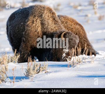 Bisonte nella neve nel Parco Nazionale di Yellowstone Foto Stock