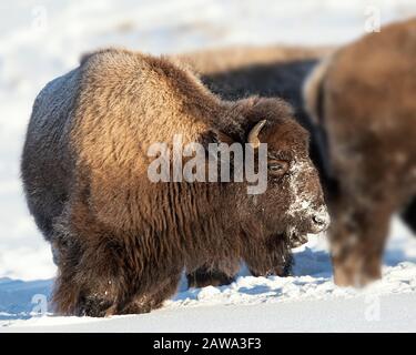 Bisonte nella neve nel Parco Nazionale di Yellowstone Foto Stock