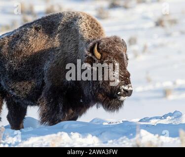 Bisonte nella neve nel Parco Nazionale di Yellowstone Foto Stock