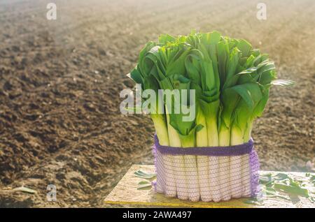 Porro fresco in sacco a rete pronto per la vendita. Raccolto. Raccolta. Agricoltura e agricoltura. Appena prelevato. Agroalimentare. Agroindustria. Veget Organico Crescente Foto Stock