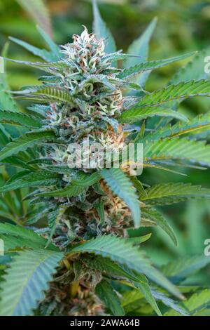 Cannabis Sativa 'Harlequin ' pianta da fiore, fioritura in serra, stato di Washington. Foto Stock