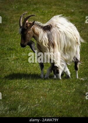 Capra longghair bianco islandese con cute giovane agnello nascosto sotto la sua madre. Entrambi in piedi sul prato verde. Giorno ventoso ma soleggiato, copyspace, nessuna gente. Foto Stock