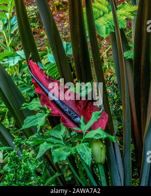 Dracunculus, Voodoo Lily, Arum Dracunculus, Cypress Garden, Mill Valley, California Foto Stock