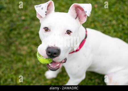 Un cane di razza mista Pit Bull Terrier bianco che tiene una palla in bocca Foto Stock