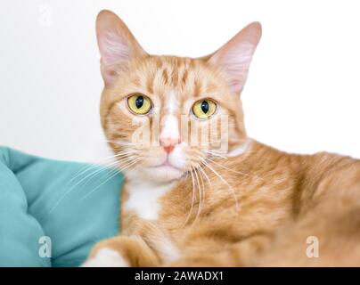 Un tabby arancione gatto shorthair domestico con occhi gialli rilassante su una coperta Foto Stock