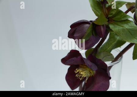 Primo piano di diversi colori di porpora Hellebore in un vaso di vetro, fuoco selettivo Foto Stock