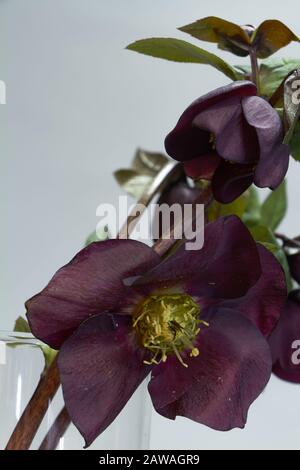 Primo piano di diversi colori di porpora Hellebore in un vaso di vetro, fuoco selettivo Foto Stock
