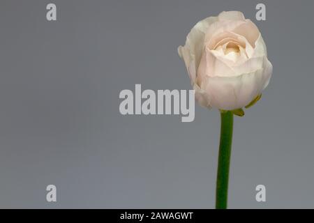 Bello singolo tenero fiore ranunculus rosa su una parete grigia sfondo, fuoco selettivo Foto Stock