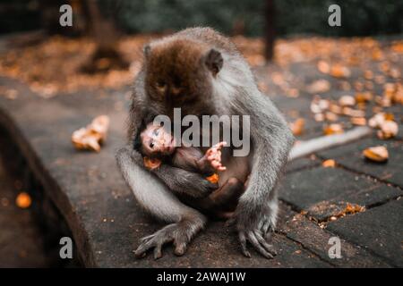 Madre Balinese coda lunga scimmia che tiene il suo bambino Foto Stock