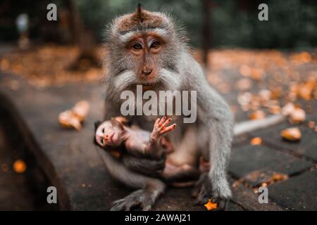 Mamma coda lunga scimmia tenendo il suo bambino Foto Stock