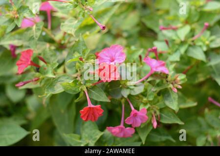 Rosso quattro o'clock fiore (Mirabilis Jalapa) macro colpo. Mirabilis jalapa, il miracolo del Perù o un fiore di orologio a quattro, è il più comune ornamentale Foto Stock