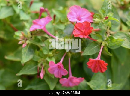 Rosso quattro o'clock fiore (Mirabilis Jalapa) macro colpo. Mirabilis jalapa, il miracolo del Perù o un fiore di orologio a quattro, è il più comune ornamentale Foto Stock