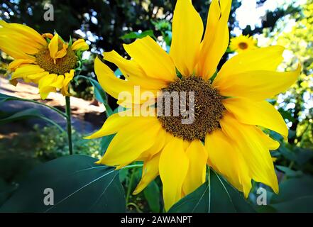 Fiori: Girasoli gialli luminosi tutti insieme in un mazzo ai giardini botanici in una bella giornata estiva. Foto Stock
