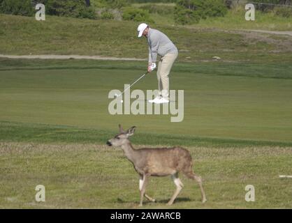 Spiaggia di ciottoli, Stati Uniti. 07th Feb, 2020. Monterey, California, Stati Uniti Febbraio 7th 2020 ben Taylor (UK) gioca di fronte ad un 'ostacolo ovabile' sulla fairway al Monterey Peninsular Country Club il secondo giorno dell'evento AT&T Pro-Am PGA Golf al Pebble Beach Credit: Motofoto/Alamy Live News Foto Stock