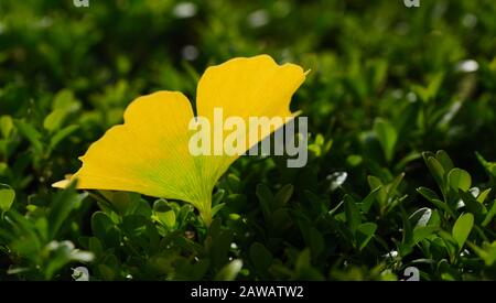 Primo piano di una foglia gialla scolorita autunnale dall'albero del ginkgo, che giace su una superficie verde naturale e si illumina al sole. Foto Stock