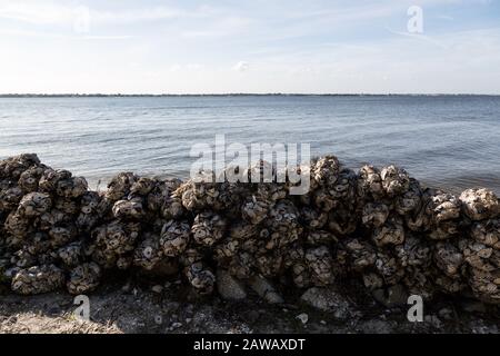 Le conchiglie vengono insaccate e impilate, pronte per essere dispiegate come parte del progetto Oyster Reef Restoration presso il Florida Oceanographic Coastal Center di Stuart. Foto Stock