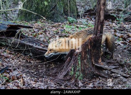 Canina rossa della volpe catturata dal trapper nella trappola viva. Fauna selvatica intrappolata nella trappola di appiglio. Gestione e attività sportiva ricreative di cattura di animali. Foto Stock