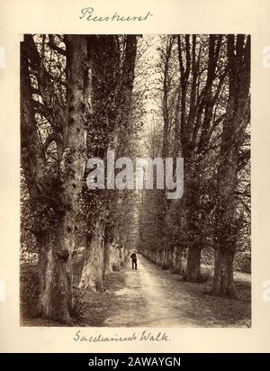 1890 ca. , Penshurst Place , KENT, GRAN BRETAGNA : La Passeggiata Sacchari a Penshurst Place , KENT. Penshurst Place è un edificio storico vicino a Tonbridge Foto Stock