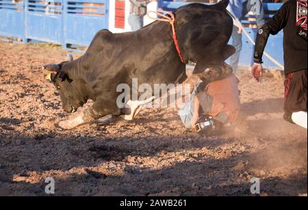 Sella di cavalli a un rodeo australiano Foto Stock