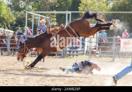 Sella di cavalli a un rodeo australiano Foto Stock