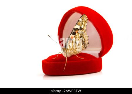 Immagine di una farfalla seduta su una scatola regalo rossa per anelli Foto Stock