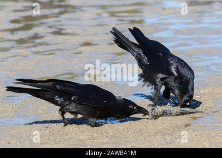 L'alimentazione del Raven australiano sui pesci morti Foto Stock