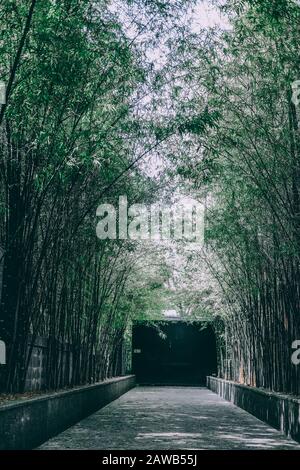 tunnel di bambù e strada pedonale percorso in giardino Foto Stock