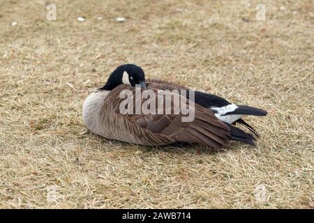 Un uccello d'oca del Canada (Branta canadensis) che dorme su un prato di erba asciutto e curato Foto Stock