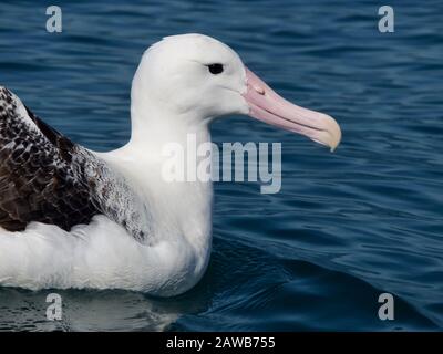 Primo piano di un Royal Albatross meridionale (Diomedea epomophora) al largo della costa di Kaikoura, Nuova Zelanda Foto Stock