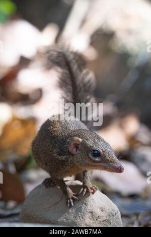 Il upaia belangeri (Tupaia belangeri) è una specie di treeshrew originaria della Thailandia sopra l'Isma di Kra. Foto Stock