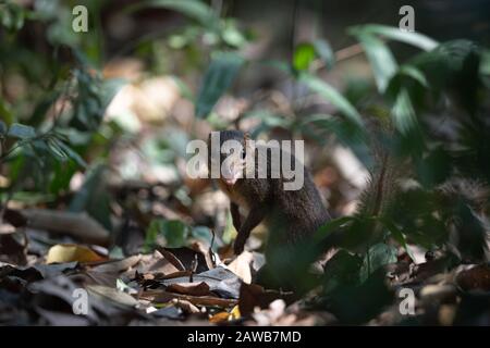 Il upaia belangeri (Tupaia belangeri) è una specie di treeshrew originaria della Thailandia sopra l'Isma di Kra. Foto Stock