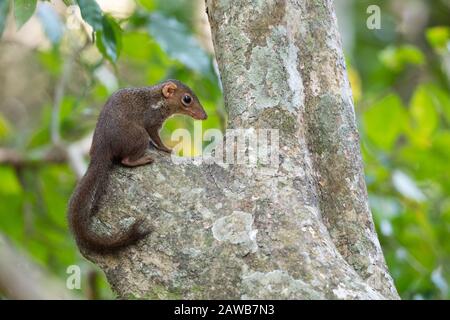 Il upaia belangeri (Tupaia belangeri) è una specie di treeshrew originaria della Thailandia sopra l'Isma di Kra. Foto Stock