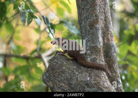 Il upaia belangeri (Tupaia belangeri) è una specie di treeshrew originaria della Thailandia sopra l'Isma di Kra. Foto Stock