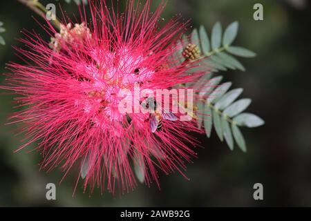 primo piano di un ape miele che alimenta nettare su fiore rosso fiore con verde lasciare sfondi , all'aperto ape insetto Foto Stock