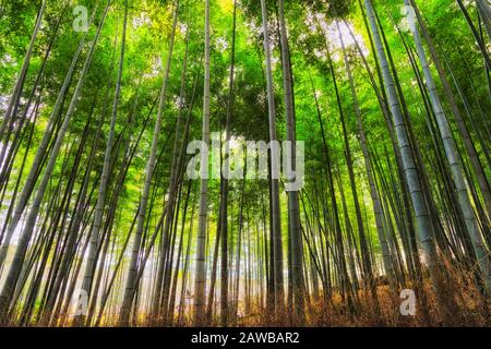 Lussureggiante baldacchino verde di spessi boschi di bambù nel parco della città di Kyoto da terra fino al cielo. Foto Stock