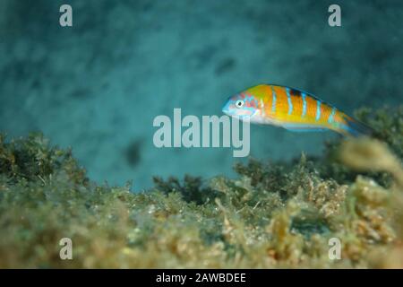 Strass-Girelle paon (Thalassoma pavo), Isola di Pico, Arcipelago delle Azzorre. Foto Stock