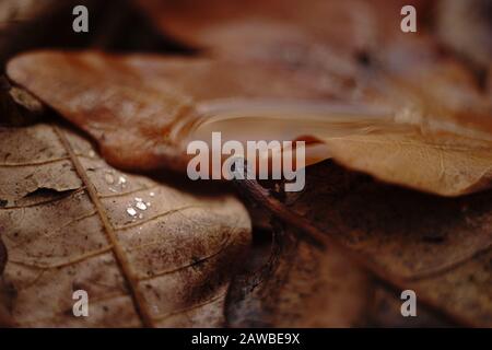 Foglie di acero secco marrone bagnato su un pavimento. Autunno foresta, sfondo naturale Foto Stock