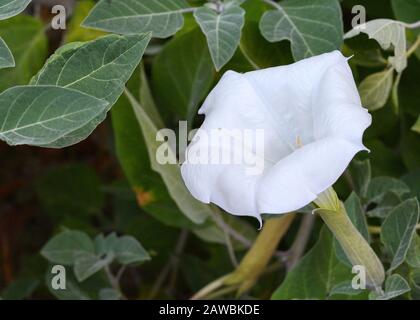 Datura innocxia - fiore bianco primo piano. Inoxia con foglie verdi. Sfondo floreale. Bianco datura inoxia fiore su uno sfondo di foglie verdi. Datur Foto Stock