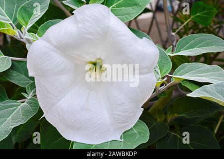 Datura innocxia - fiore bianco primo piano. Inoxia con foglie verdi. Sfondo floreale. Bianco datura inoxia fiore su uno sfondo di foglie verdi. Datur Foto Stock